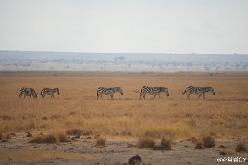 今天五点多起来，拍到了大家熟悉的交通参与者：斑马线🦓 肯尼亚·Amboseli National Park配图