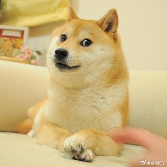 Doge 表情包的原型，柴犬 Kabosu 去世了，它在地球上生活了 19 年。配图