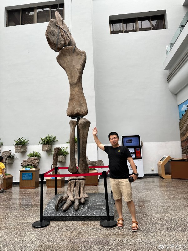 不是很能理解為啥一進館就讓我在一羣小朋友的圍觀下代表人類去和恐龍比身高…… 自貢·自貢恐龍博物館配圖