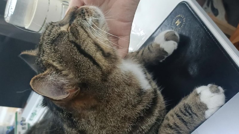 今天是国际猫咪日，这条微博就不聊车了，给大家看看我司的库喵。😎配图