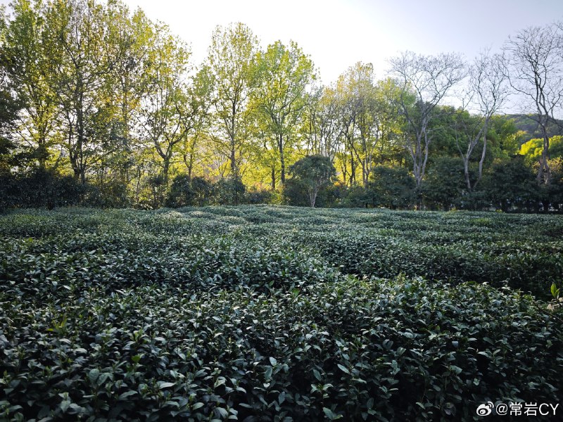 体验了一把西湖龙井的炒制，图三是炒茶师傅炒了 30 年之后的手，完全耐高温了。配图