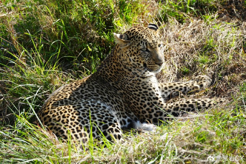 第一个完成跟我四目对视成就的猛兽是花豹🐆配图